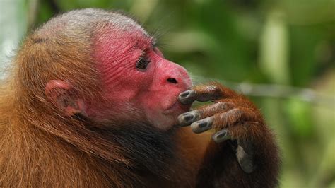 Monkey Mania: When red and bald mean good health - CGTN