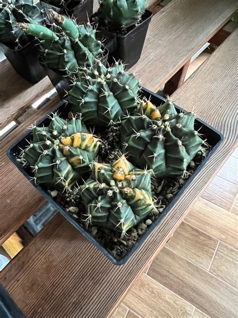 4 big size Variegated Gymnocalycium Gymno Cactus Plants, Furniture ...