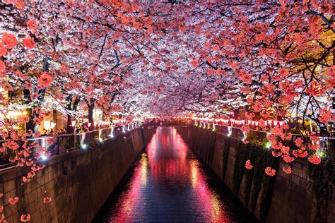 Tokyo cancels two major cherry blossom festivals this year due to Covid ...