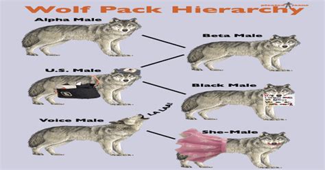 Wolf Pack Hierarchy : pics