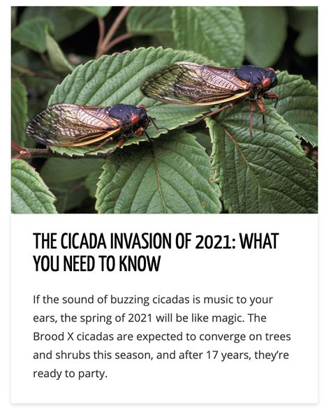 THE CICADA INVASION OF 2021: WHAT YOU NEED TO KNOW