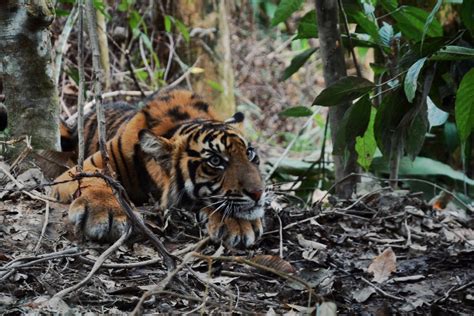 The race to save the Sumatran tiger