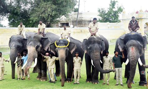 Second Batch Of Five Dasara Elephants Arrives At Mysore Palace