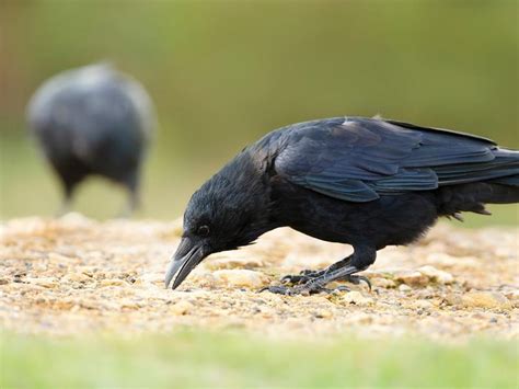 What Do Crows Eat? | Birdfact