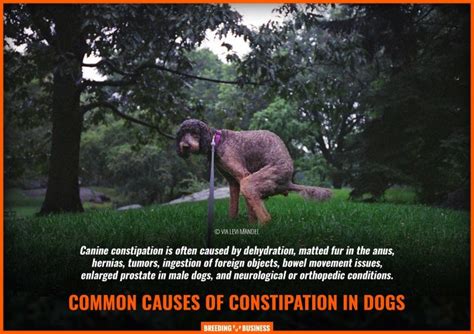 What Causes Dog Constipation