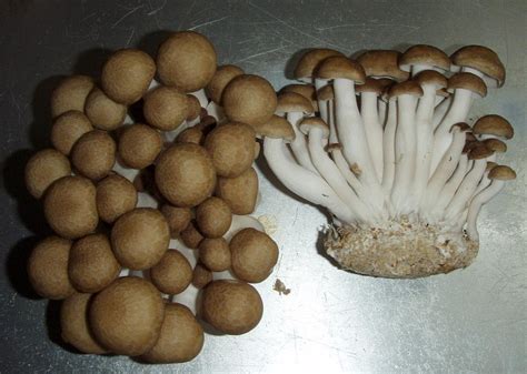 How to Grow Beech Mushrooms at Home | Mushroom Growing