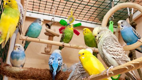 Which budgies are the best talkers? Explained by FAQGuide