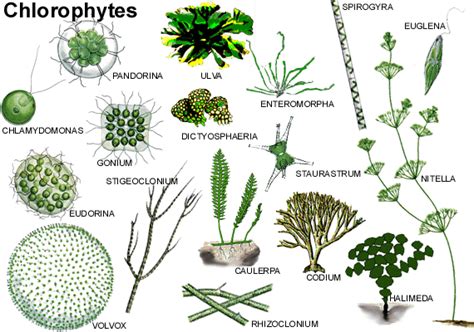 Chlorophyta