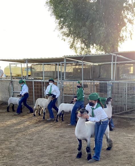 Imperial County 4-H sees big turnout for first hybrid Showmanship ...