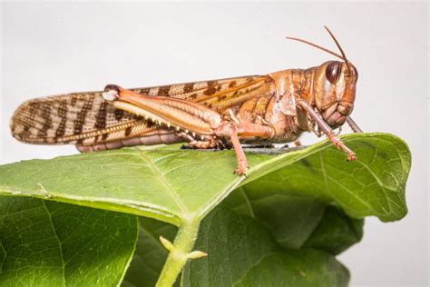 What are locusts and why do they swarm?