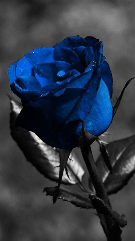 Aggregate 78+ ice blue blue rose wallpaper - in.coedo.com.vn