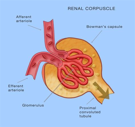 Renal Corpuscle Kidney Glomerulus Anatomy Poster Print by Monica ...