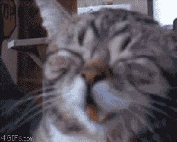 Laughing Cat GIFs - Find & Share on GIPHY