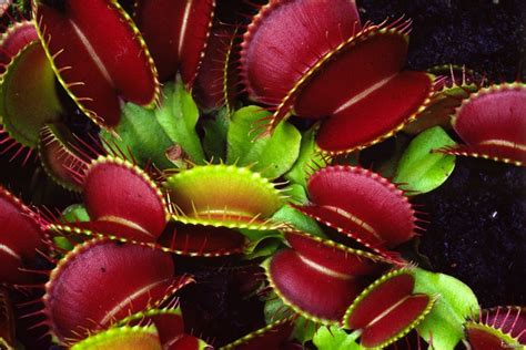 Venus Flytrap - Carnivorous Plant for Your Garden