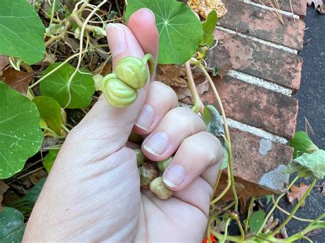 How to Harvest Nasturtium Seeds - Single Girl's DIY