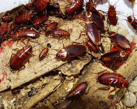 Cockroaches Infiltrate Glasgow Primary School, My Cleaning Products ...