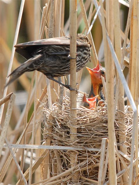 Red-Winged Blackbird Chicks In Nest 4 | North Park Village N… | Flickr