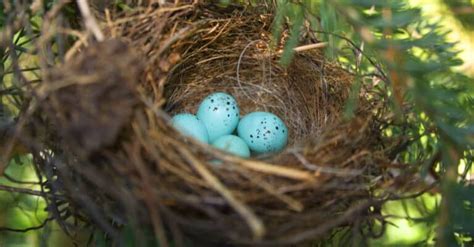 Chipping Sparrow Pictures - AZ Animals