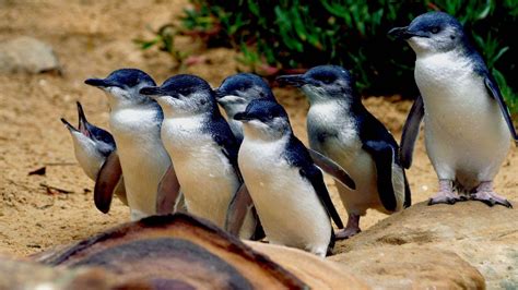 Tasmanian Pocket Penguins - Margyle Unbound