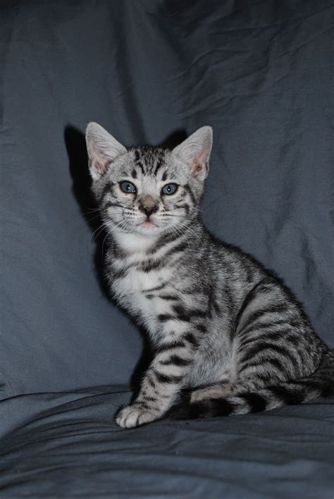 Bengal Grey Kitten - Dogs And Cats Wallpaper