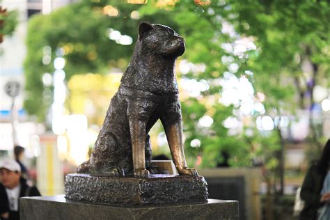 Dogs in History: Hachiko, the Dog that Waited for 9 Years | I Love My ...