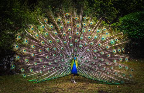 Peacock Wallpaper 4K, Green Grass, Beautiful