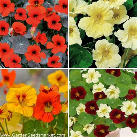 Nasturtium seeds - selection of four varieties – Garden Seeds Market ...