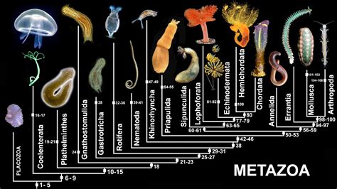 METAZOA EVOLUTION