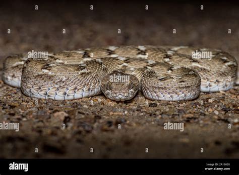 Saw Scaled Viper!! Stock Photo - Alamy