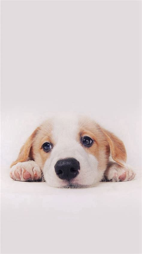 Cute Puppy Dog Pet iPhone 8 Wallpapers Free Download