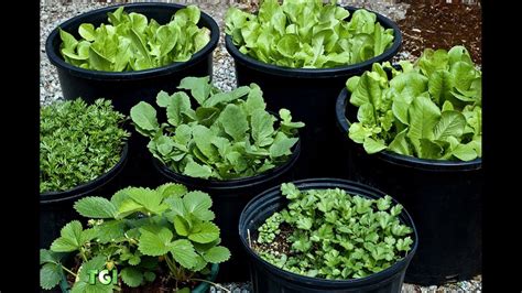 75 Vegetable Container Garden Ideas - Gardening Chronicle