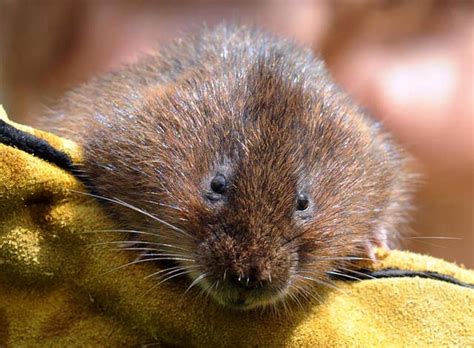 Genetics ‘a new tool to help boost water vole conservation’ | Guernsey ...