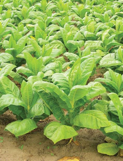 Tobacco | Cultivation, Curing & Grading | Britannica