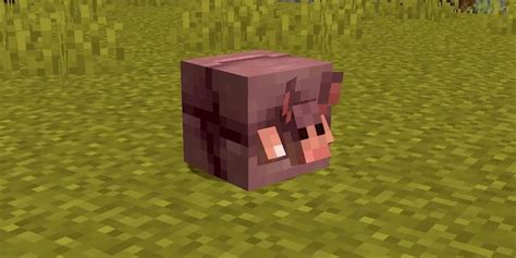 Minecraft Players Want One Change Made to the New Armadillo Mob