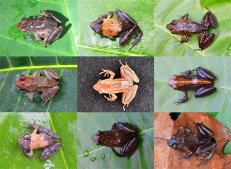 Smithsonian Insider – DNA untangles Gabon’s complex web of frog species ...