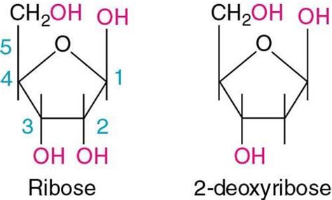 Pentose sugar