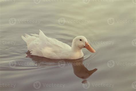 white duck swimming in the lake 12022497 Stock Photo at Vecteezy