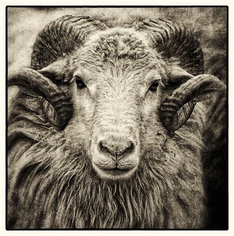 Dan Routh Photography: White Ram