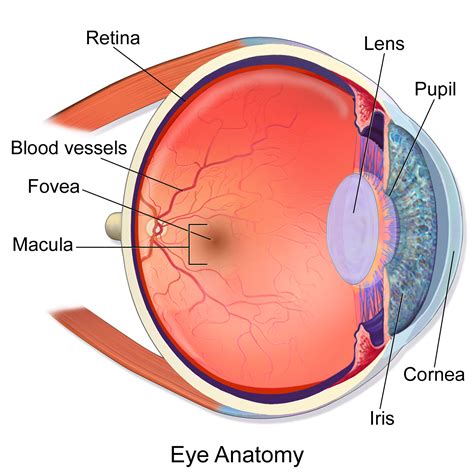 Can We Grow New Eyes?