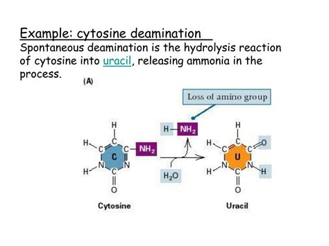 PPT - DNA damage, cellular sensing/responding, and repair PowerPoint ...