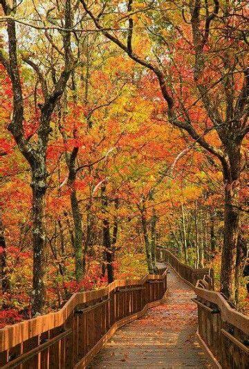 Mt. Cheaha State Park in Alabama - - Gorgeous Fall Foliage | Beautiful ...