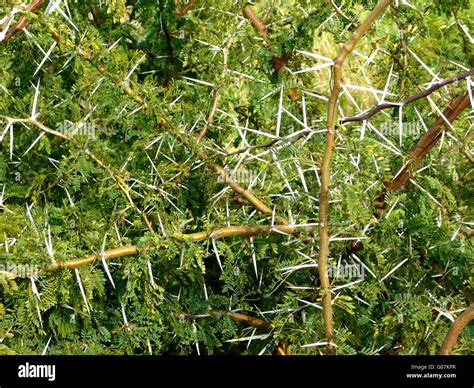 thorny plants Stock Photo - Alamy