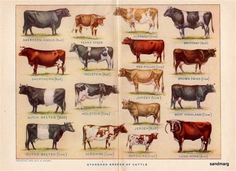 different-types-of-beef-cattle Images - Frompo - 1