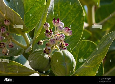 Figs Flower