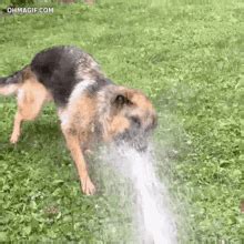 Thirsty Dogs GIF - Thirsty Dogs Drink - Discover & Share GIFs