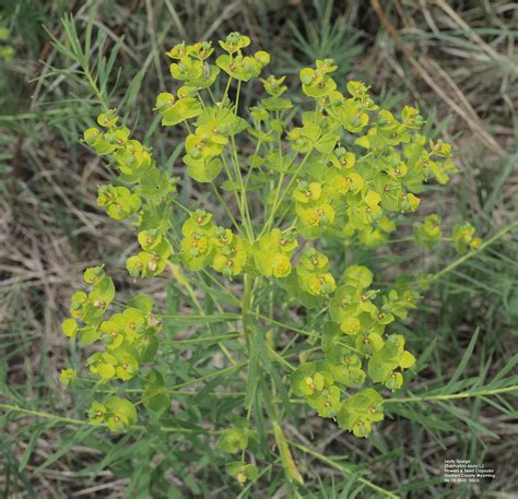 Leafy Spurge | UNL Beef