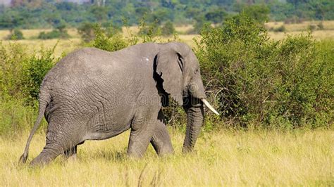 Elephant walks in Africa stock image. Image of hunt, green - 27282449