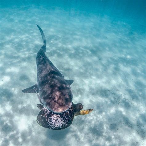 August Elasmobranch of the Month: Tiger Shark