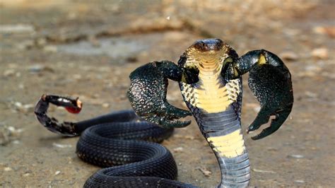 Scobra (Scorpion + Cobra) : r/HybridAnimals