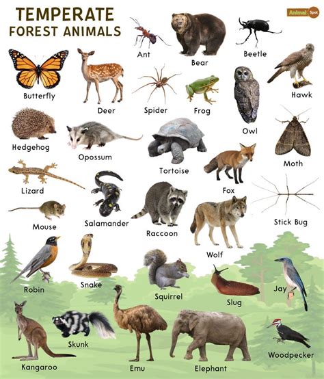 Temperate Forest Animals – Facts, List, Pictures